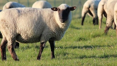Koyun Fiyatları 2020 (Damızlık İvesi Dorper Kuzulu)